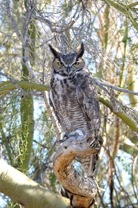 January 28, 2011<br>North Phoenix, AZ