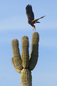 March 3, 2011<br>North Phoenix, AZ<br>Harris Hawk