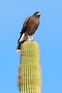 March 3, 2011<br>North Phoenix, AZ<br>Harris Hawk