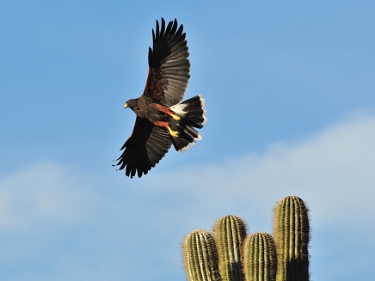 March 11, 2011<br>North Phoenix, AZ<br>Harris Hawk