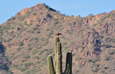 March 11, 2011<br>North Phoenix, AZ<br>Harris Hawk