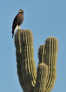 March 11, 2011<br>North Phoenix, AZ<br>Harris Hawk