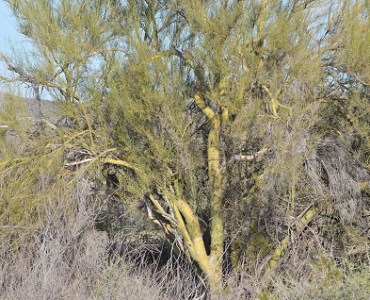 March 11, 2011<br>North Phoenix, AZ<br>Where's Waldo?