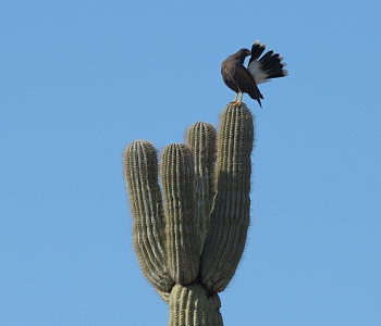 March 12, 2011<br>North Phoenix, AZ<br>Harris Hawk