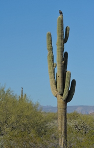 March 12, 2011<br>North Phoenix, AZ<br>Harris Hawks