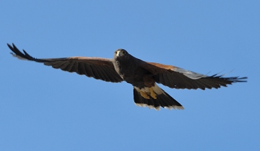 March 12, 2011<br>North Phoenix, AZ<br>Harris Hawk