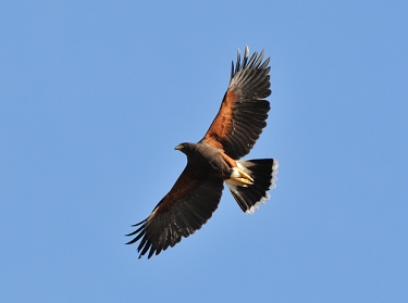 March 16, 2011<br>North Phoenix, AZ<br>Harris Hawk