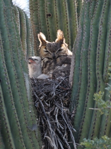 March 16, 2011<br>North Phoenix, AZ<br>Great Horned Owls