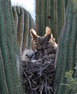 March 16, 2011<br>North Phoenix, AZ<br>Great Horned Owls