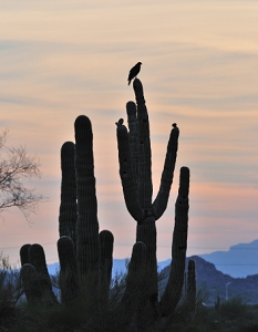 March 16, 2011<br>North Phoenix, AZ<br>Harris Hawk