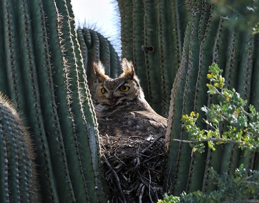 March 17, 2011<br>North Phoenix, AZ<br>Great Horned Owls