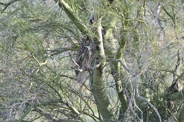 March 17, 2011<br>North Phoenix, AZ<br>Great Horned Owl