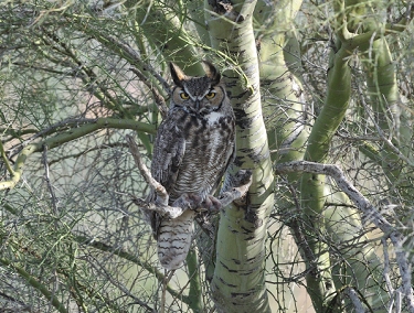 March 17, 2011<br>North Phoenix, AZ<br>Great Horned Owl