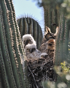 March 23, 2011<br>North Phoenix, AZ<br>Great Horned Owls