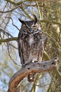 March 23, 2011<br>North Phoenix, AZ<br>Great Horned Owl