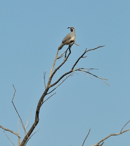 March 24, 2011<br>North Phoenix, AZ<br>Quali