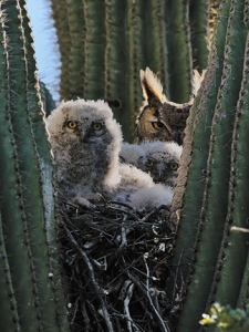 March 24, 2011<br>North Phoenix, AZ<br>Great Horned Owls