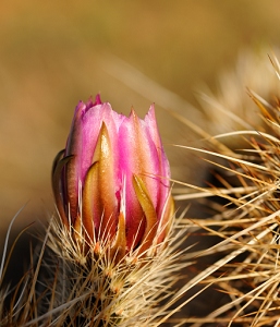 March 24, 2011<br>North Phoenix, AZ<br>