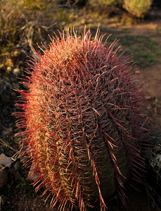 March 24, 2011<br>North Phoenix, AZ