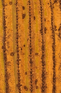 March 30, 2011<br>North Phoenix, AZ
