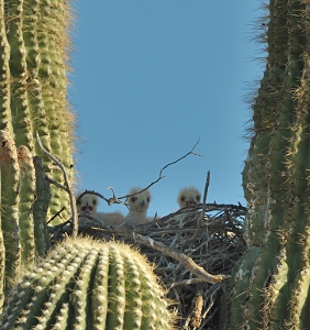 April 1, 2011<br>North Phoenix, AZ<br>Harris Hawks