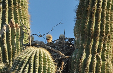 April 1, 2011<br>North Phoenix, AZ<br>Harris Hawks