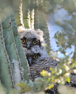 April 1, 2011<br>North Phoenix, AZ<br>Great Horned Owls