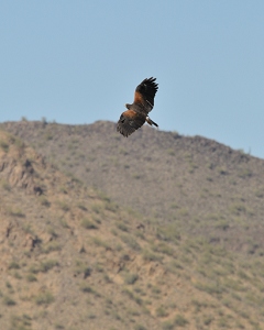 April 3, 2011<br>North Phoenix, AZ<br>Harris Hawk