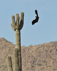 April 3, 2011<br>North Phoenix, AZ<br>Harris Hawk