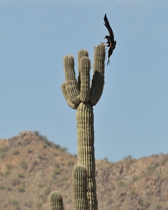 April 3, 2011<br>North Phoenix, AZ<br>Harris Hawk