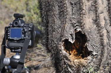 April 3, 2011<br>North Phoenix, AZ<br>Photographing bees via remote control