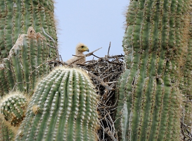 April 6, 2011<br>North Phoenix, AZ<br>Harris Hawk