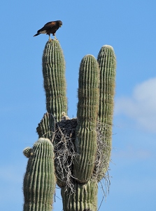 April 7, 2011<br>North Phoenix, AZ<br>Harris Hawks