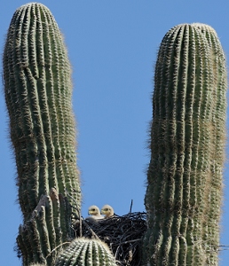 April 7, 2011<br>North Phoenix, AZ<br>Harris Hawks