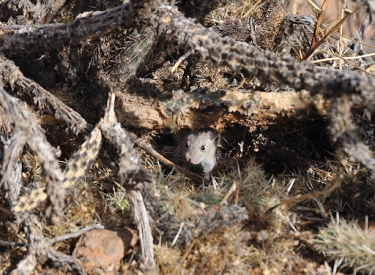 April 11, 2011<br>North Phoenix, AZ<br>Pack rat peeking at me.  