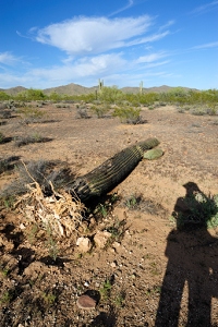 April 11, 2011<br>North Phoenix, AZ