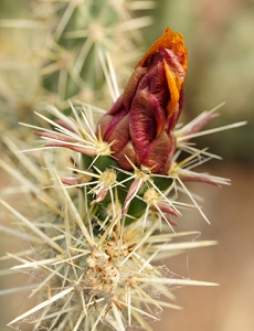 April 21, 2011<br>North Phoenix, AZ