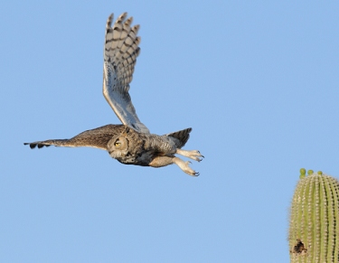 April 27, 2011<br>North Phoenix, AZ<br>Great Horned Owl