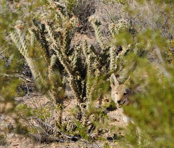May 1, 2011<br>North Phoenix, AZ<br>Coyote
