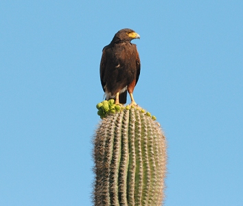 May 1, 2011<br>North Phoenix, AZ<br>Harris Hawk