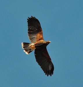 May 1, 2011<br>North Phoenix, AZ<br>Harris Hawk