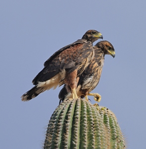May 4, 2011<br>North Phoenix, AZ<br>Harris Hawks