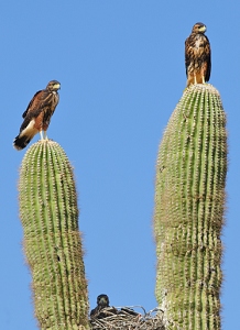 May 4, 2011<br>North Phoenix, AZ<br>Harris Hawks