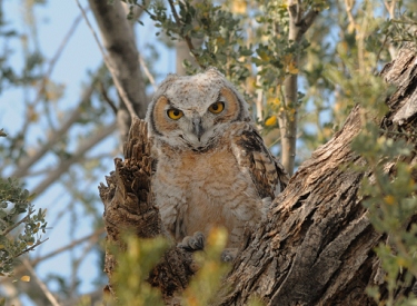 May 4, 2011<br>North Phoenix, AZ<br>Great Horned Owl