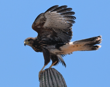 June 5, 2011<br>North Phoenix, AZ<br>Harris Hawk