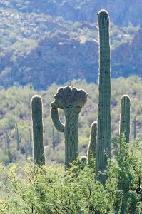 October 27, 2011<br>Saguaro Lake, AZ