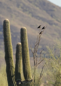 October 31, 2011<br>North Phoenix, AZ