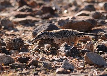 November 14, 2011<br>(Cactus wren looking under rock he just tipped.)