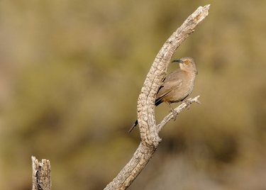 January 25, 2012<br>North Phoenix, AZ<br>