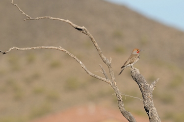 January 25, 2012<br>North Phoenix, AZ